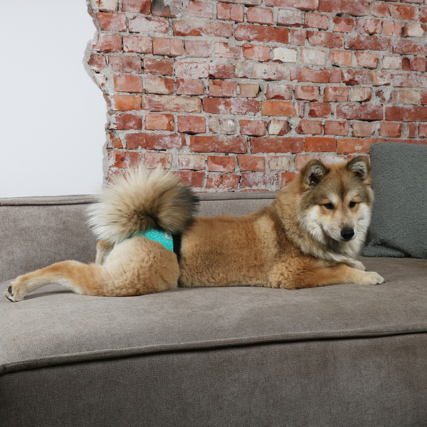 388/449318 Köpek Külotu Medium 32-39 cm.