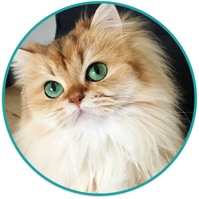 Kedi
