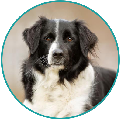 Köpek