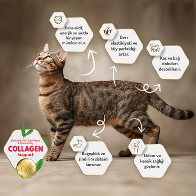 Felicia 12 Kg Kolajenli Kuzulu Az Tahıllı Yavru Kedi Maması HypoAllergenic Kedi Maması - Thumbnail