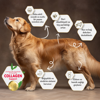 Felicia 15 Kg Kolajenli Kuzulu Az Tahıllı M/Large Yetişkin Köpek Maması Breed HypoAllergenic Köpek Maması - Thumbnail