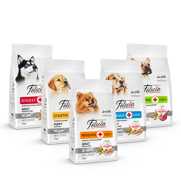 Felicia 3 Kg Kolajenli Lansman Seti 10 Adet - AĞUSTOS