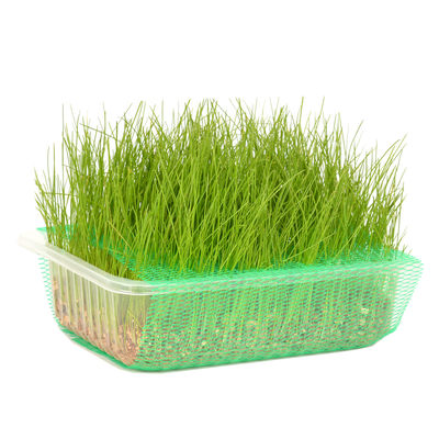 Quik Doğal Kedi Çimi (Fileli) - 6 Adet - Thumbnail